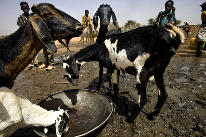 Goats drinking water from a well, Tarwada, Niger  - © Giulio Napolitano